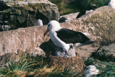 Albatros