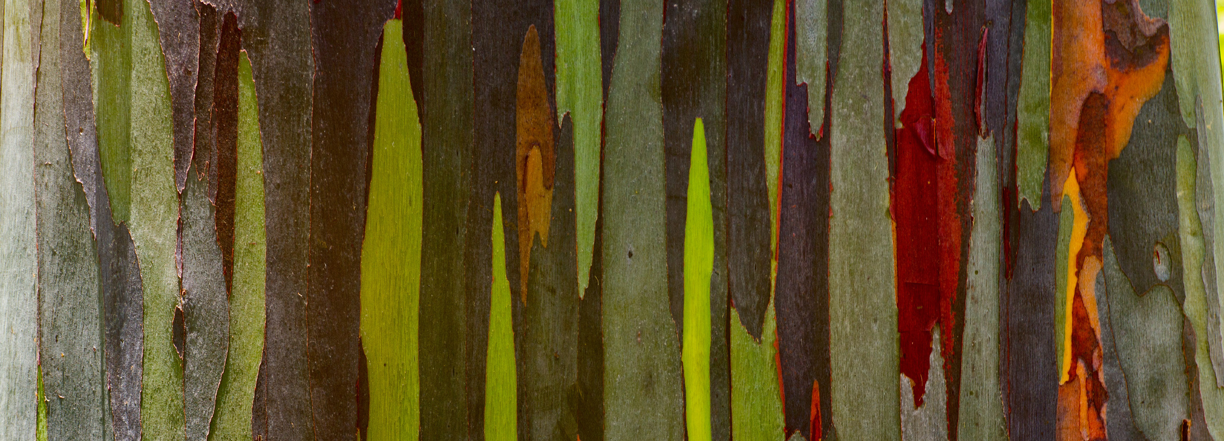 Rainbow_Eucalyptus_head